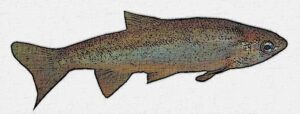 Pardilla, Iberochondrostoma lemmingii, pez bentopeágico de agua dulce