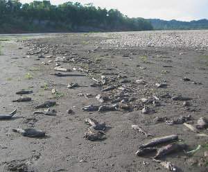 Peces en peligro de extinción