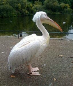 Pelícano común, Pelecanus onocrotalus, un ave gregaria