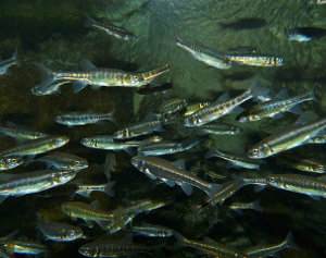 Piscardo, Phoxinus phoxinus, ficha informativa y cuidados en el acuario