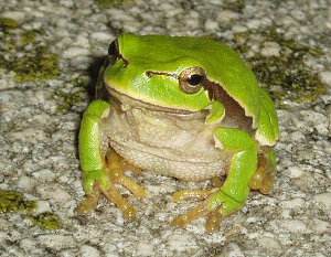 Ranita de San Antón, Hyla molleri