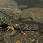 Tritón del Montseny, Calotriton arnoldi