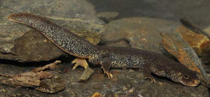 Tritón del Montseny, Calotriton arnoldi