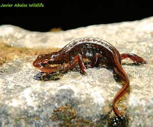 Tritón palmeado, Lissotriton helveticus