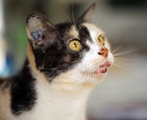 Beneficios de tener un gato