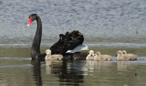 Cisne negro, Cygnus atratus, un ave bello y ornamental