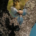 Estrategias de defensa de las aves