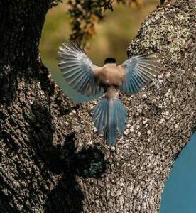 Estrategias de defensa de las aves frente a los depredadores