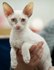 Gatos que sueltan poco pelo – conoce algunas razas interesantes