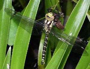 Libélulas (anisópteros), unos insectos primitivos