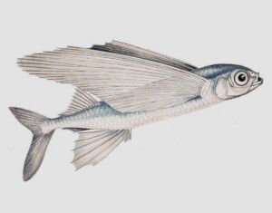 Peces voladores, exocétidos, (Exocoetidae)