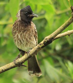 Pycnonotus cafer, bulbul cafre