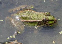 Diferencias entre ranas y sapos: rana