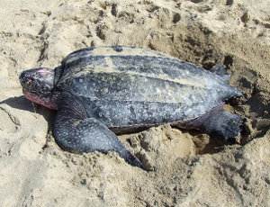 Reptiles en peligro de extinción