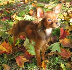 Russkiy toy (pequeño perro ruso), una raza de juguete