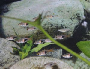 El acuario de agua dulce, cuestiones a tener en cuenta