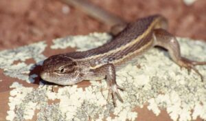 Información de la lagartija colilarga, especie Psammodromus algirus
