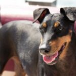 Manchester terrier