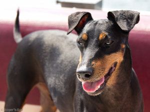 Manchester terrier un perro elegante que debes conocer