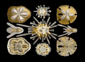 Clasificación de animales invertebrados, criterios para su agrupación