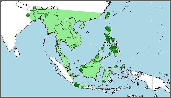 Distribución del capuchino de cabeza negra, Lonchura atricapilla