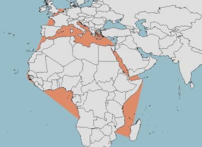 Distribución de la tembladera, Torpedo marmorata