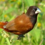 Capuchino de cabeza negra, Lonchura atricapilla