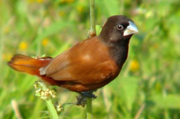 Capuchino de cabeza negra, Lonchura atricapilla