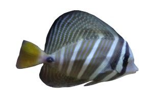 Actinopterigios, peces óseos aletas radiadas