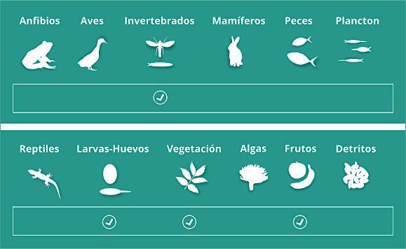 Alimentación de Eulemur fulvus﻿