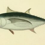 bonito-del-norte-thunnus-alalunga