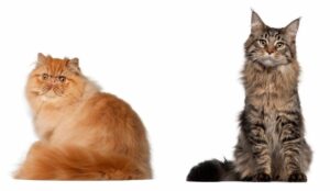 Cardiopatía hipertrófica en gatos (HCM): prevalencia y sus complicaciones