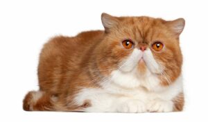 Conjuntivitis en gatos, causas y agentes infecciosos
