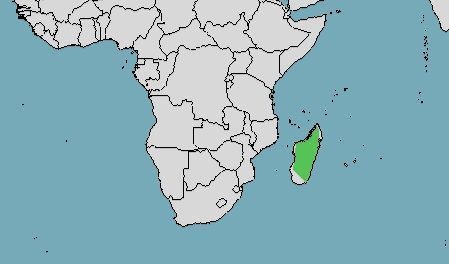 Distribución de  Eulemur fulvus 