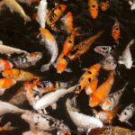 estanques-en-el-jardin