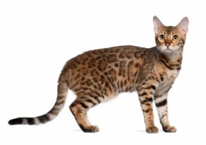 Estomatitis linfocítica plasmocítica en gatos, presentación y opciones terapéuticas