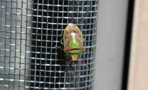 Exoesqueleto de invertebrados, características, funciones y ejemplos