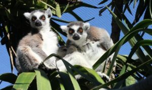 Lémur de cola anillada, Lemur catta, un prosimio de Madagascar