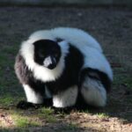 lemur-de-collar-varecia-variegata