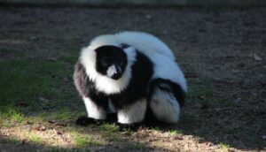 Lémur de collar, información del primate Varecia variegata