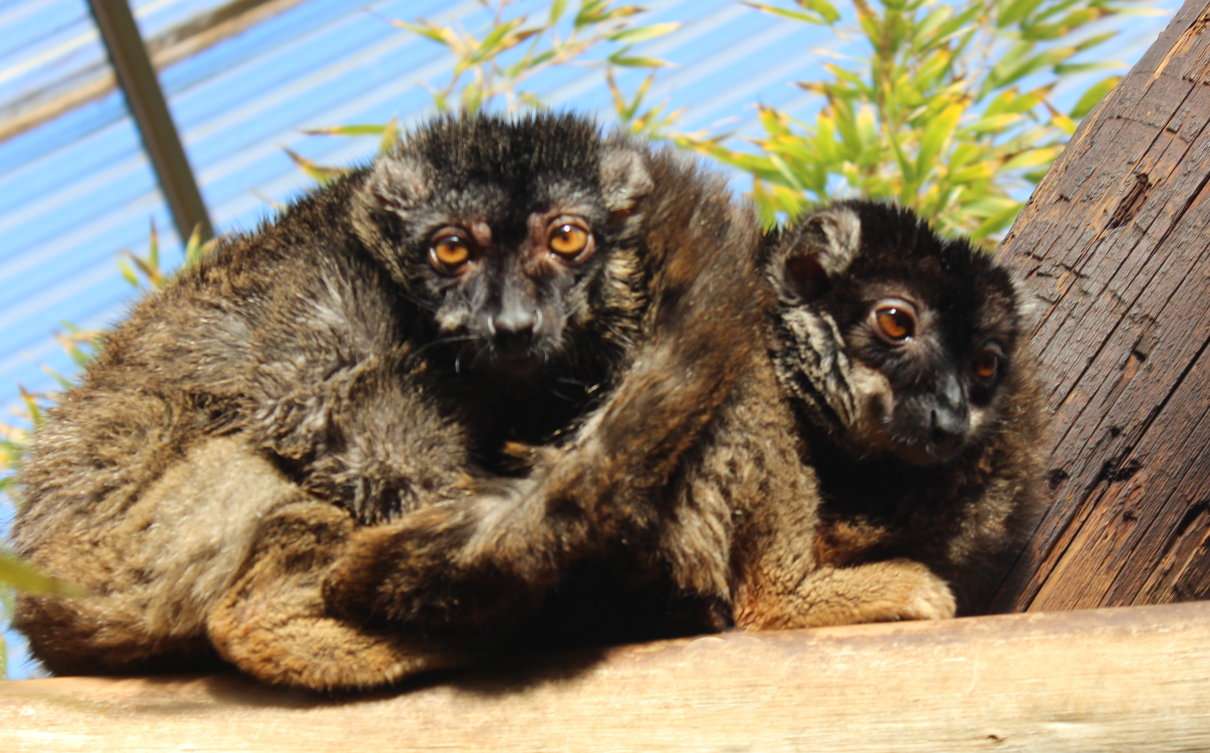 Lemur pardo  (Eulemur fulvus), ficha informativa