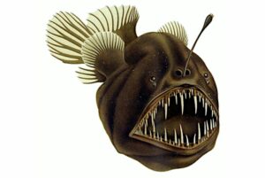 Peces abisales: características, información y especie tipo