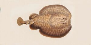 Tembladera, información de Torpedo marmorata