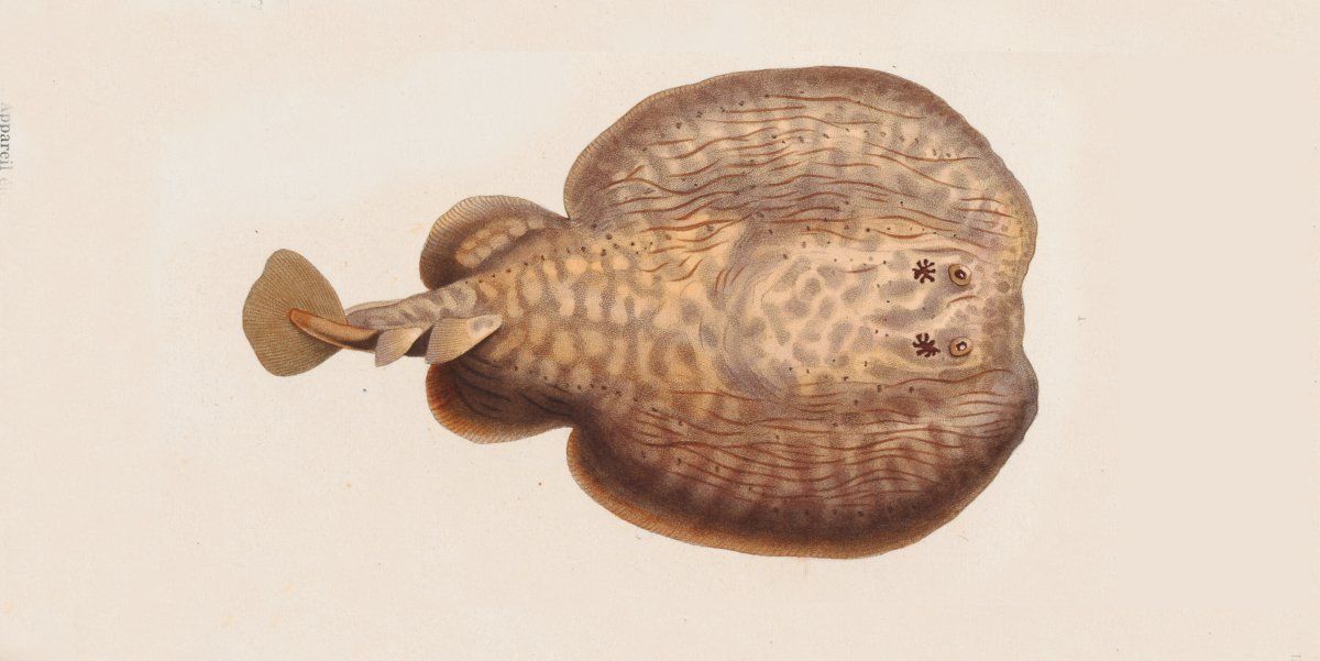 Tembladera, Torpedo marmorata