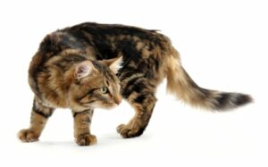 Coronavirus entérico felino y manejo de la diarrea en gatos