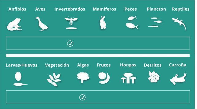 Alimentación de la locha espinosa, Cobitis taenia