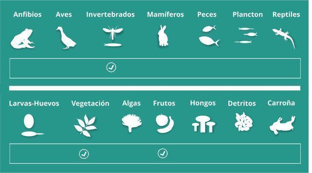 Alimentación de Patagioenas fasciata