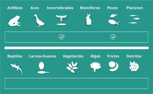 Alimentación de  Necturus punctatus