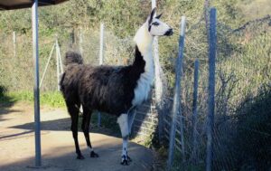 Alpaca, Vicugna pacos, un mamífero sudamericano