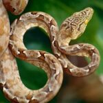 boa-arboricola-amazonica-corallus-hortulanus